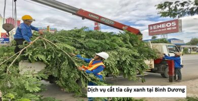 Dịch vụ cắt tỉa cây xanh tại Bình Dương