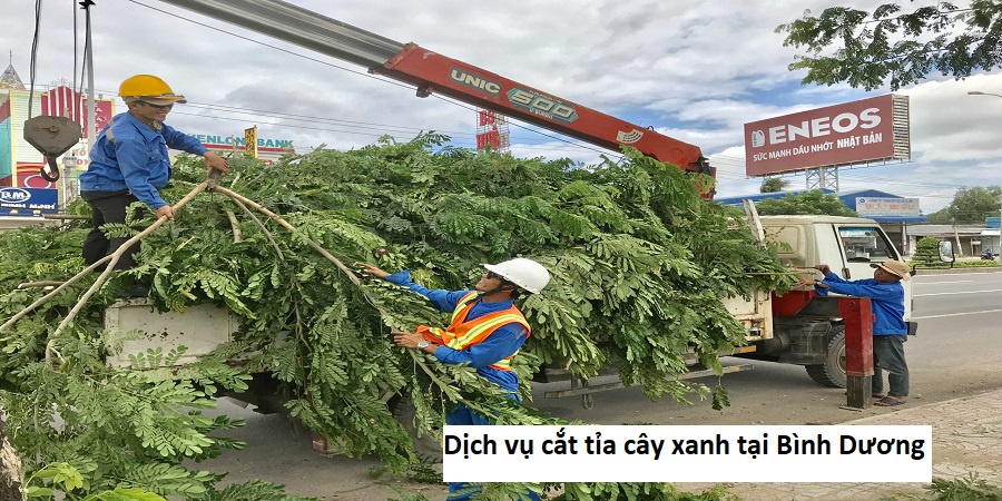 Dịch vụ cắt tỉa cây xanh tại Bình Dương