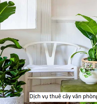 Dịch vụ thuê cây văn phòng Bàu Bàng 
