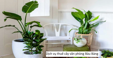 Dịch vụ thuê cây văn phòng Bàu Bàng