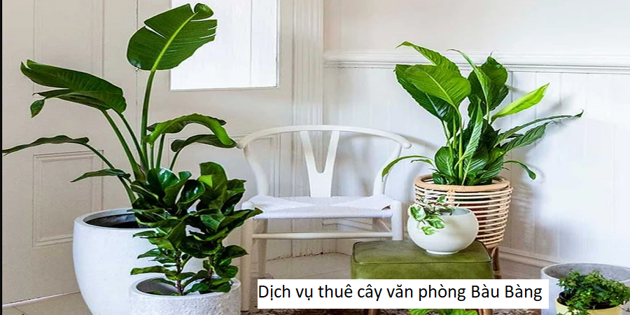 Dịch vụ thuê cây văn phòng Bàu Bàng 