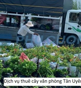 Dịch vụ thuê cây văn phòng Tân Uyên