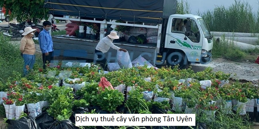 Dịch vụ thuê cây văn phòng Tân Uyên