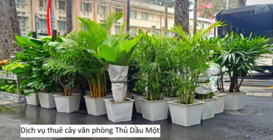 Dịch vụ thuê cây văn phòng Thủ Dầu Một