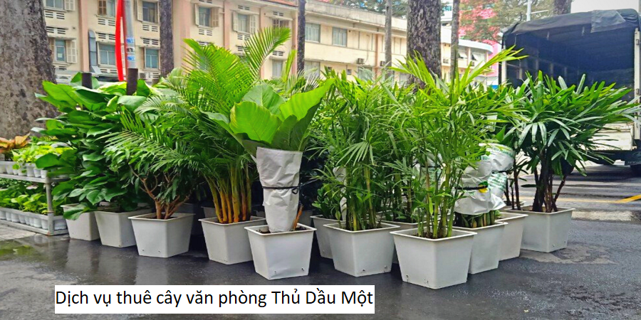 Dịch vụ thuê cây văn phòng Thủ Dầu Một