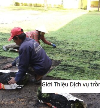 Giới Thiệu Dịch vụ trồng cỏ tại Bình Dương