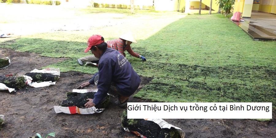 Giới Thiệu Dịch vụ trồng cỏ tại Bình Dương