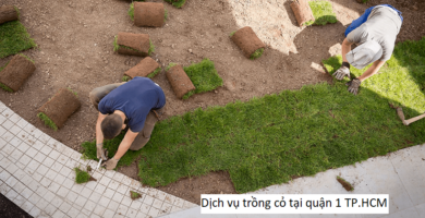 Dịch vụ trồng cỏ tại quận 1 TP.HCM