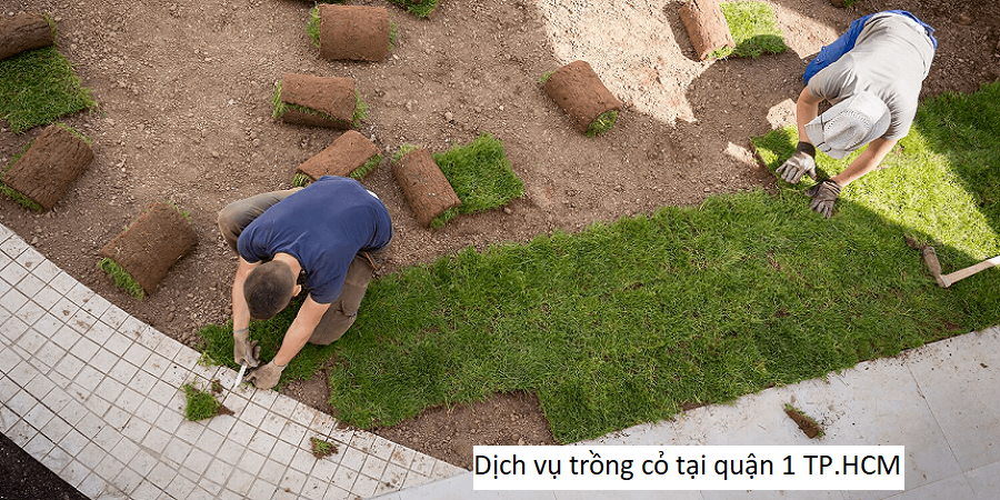 Dịch vụ trồng cỏ tại quận 1 TP.HCM