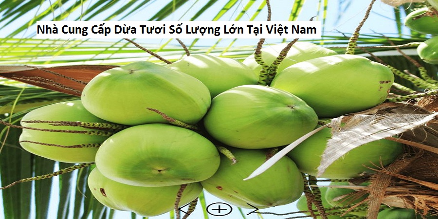 Nhà Cung Cấp Dừa Tươi Số Lượng Lớn Tại Việt Nam
