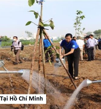 Thi Công Cây Xanh Tại Hồ Chí Minh