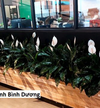 Thuê Cây Xanh Bình Dương