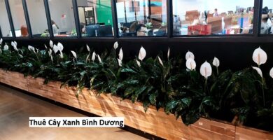 Thuê Cây Xanh Bình Dương