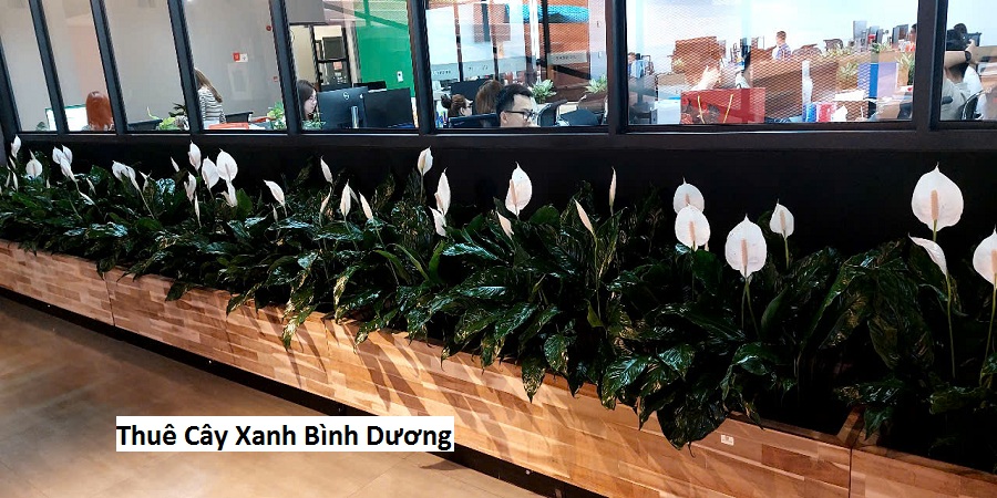 Thuê Cây Xanh Bình Dương