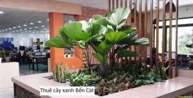 Thuê cây xanh Bến Cát