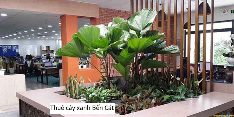 Thuê cây xanh Bến Cát