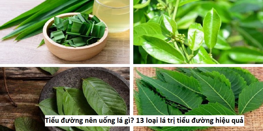 Tiểu đường nên uống lá gì? 13 loại lá trị tiểu đường hiệu quả