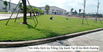 Tìm Hiểu Dịch Vụ Trồng Cây Xanh Tại Dĩ An Bình Dương