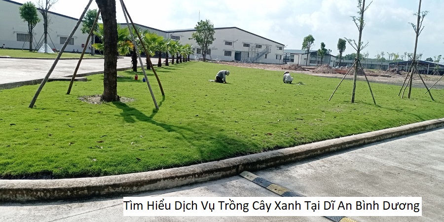 Tìm Hiểu Dịch Vụ Trồng Cây Xanh Tại Dĩ An Bình Dương