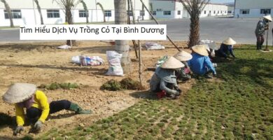 Tìm Hiểu Dịch Vụ Trồng Cỏ Tại Bình Dương