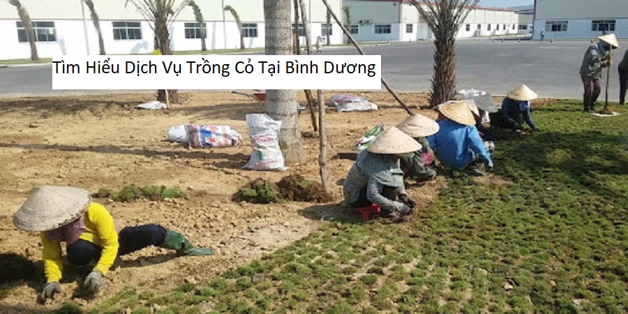 Tìm Hiểu Dịch Vụ Trồng Cỏ Tại Bình Dương