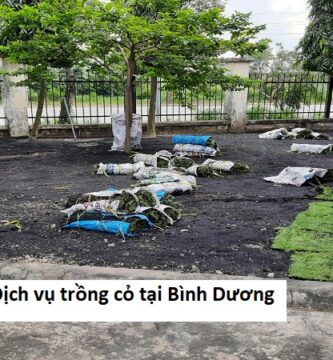 Tìm Hiểu Dịch vụ trồng cỏ tại Bình Dương