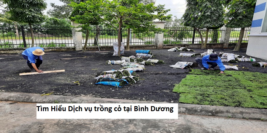 Tìm Hiểu Dịch vụ trồng cỏ tại Bình Dương