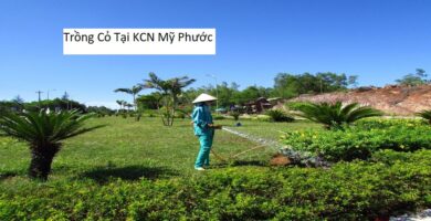 Trồng Cỏ Tại KCN Mỹ Phước