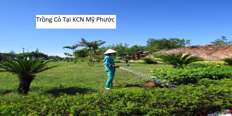 Trồng Cỏ Tại KCN Mỹ Phước