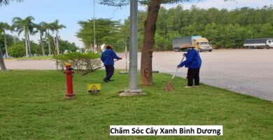 Chăm Sóc Cây Xanh Bình Dương
