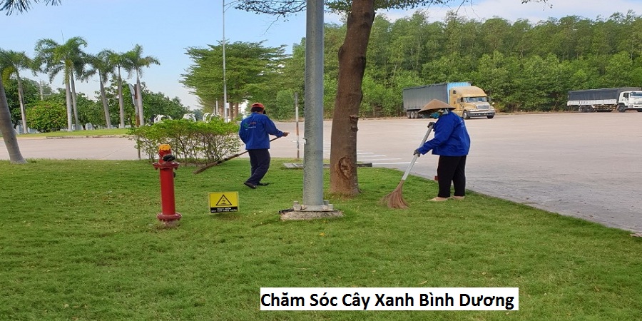 Chăm Sóc Cây Xanh Bình Dương
