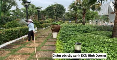 Chăm sóc cây xanh KCN Bình Dương