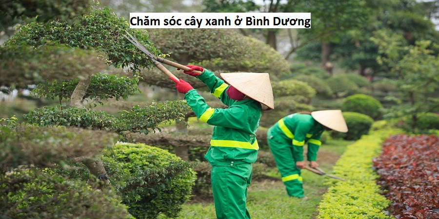 Chăm sóc cây xanh ở Bình Dương