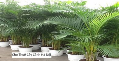 Cho Thuê Cây Cảnh Hà Nội
