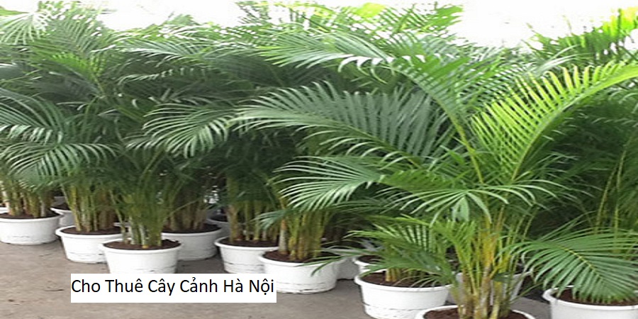 Cho Thuê Cây Cảnh Hà Nội