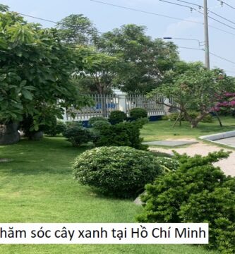 Công ty chăm sóc cây xanh tại Hồ Chí Minh