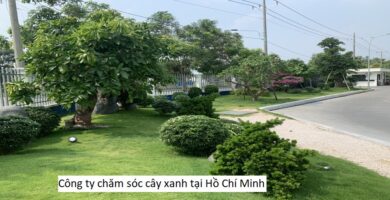 Công ty chăm sóc cây xanh tại Hồ Chí Minh