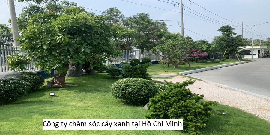 Công ty chăm sóc cây xanh tại Hồ Chí Minh