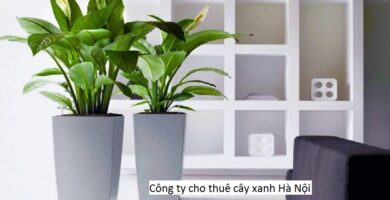 Công ty cho thuê cây xanh Hà Nội