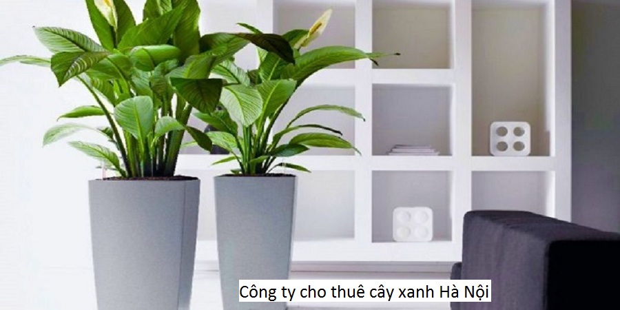 Công ty cho thuê cây xanh Hà Nội