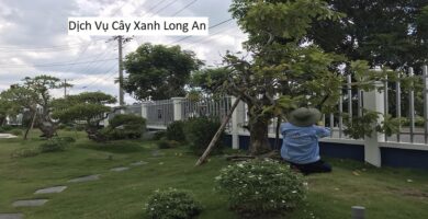 Dịch vụ cắt tỉa cây xanh Hồ Chí Minh