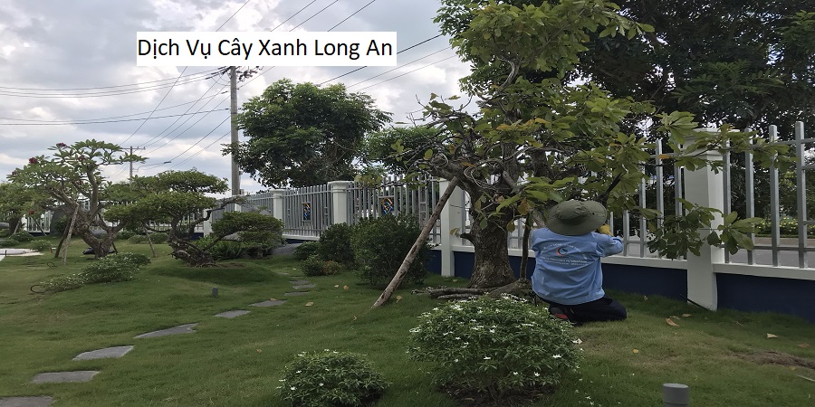 Dịch vụ cắt tỉa cây xanh Hồ Chí Minh
