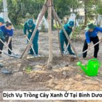 Dịch Vụ Trồng Cây Xanh Ở Tại Bình Dương