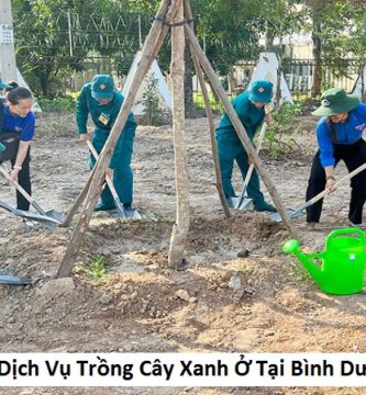 Dịch Vụ Trồng Cây Xanh Ở Tại Bình Dương