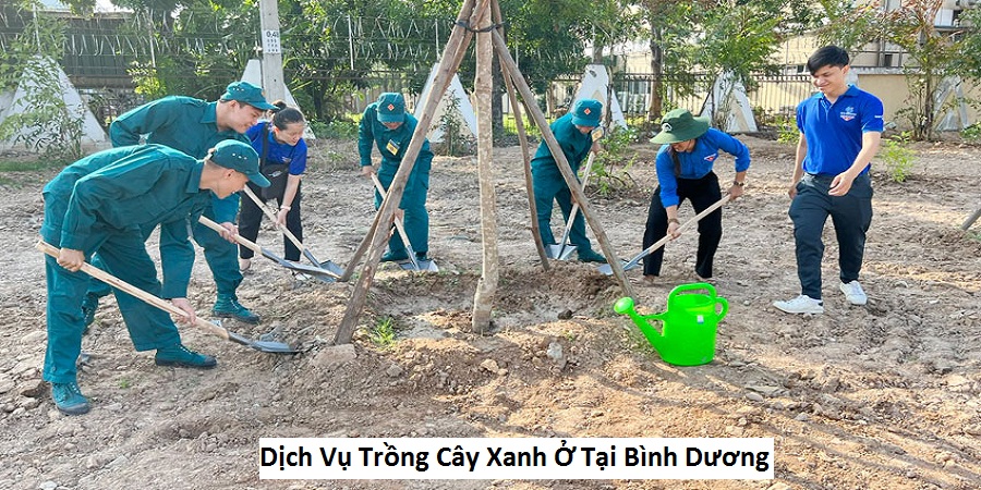 Dịch Vụ Trồng Cây Xanh Ở Tại Bình Dương