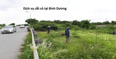 Dịch vụ cắt cỏ tại Bình Dương