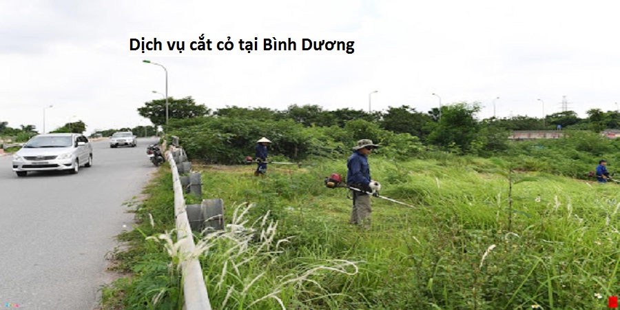 Dịch vụ cắt cỏ tại Bình Dương