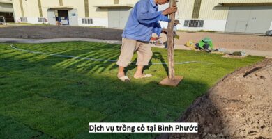 Dịch vụ trồng cỏ tại Bình Phước