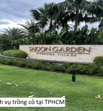 Dịch vụ trồng cỏ tại TPHCM
