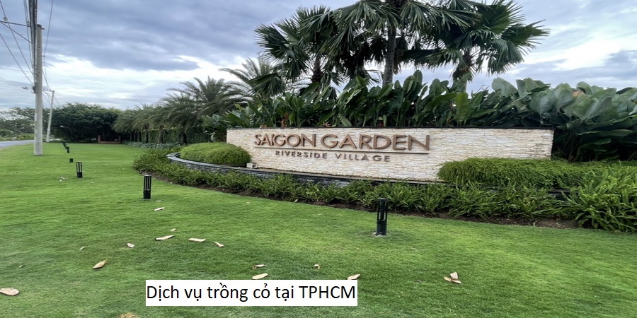 Dịch vụ trồng cỏ tại TPHCM